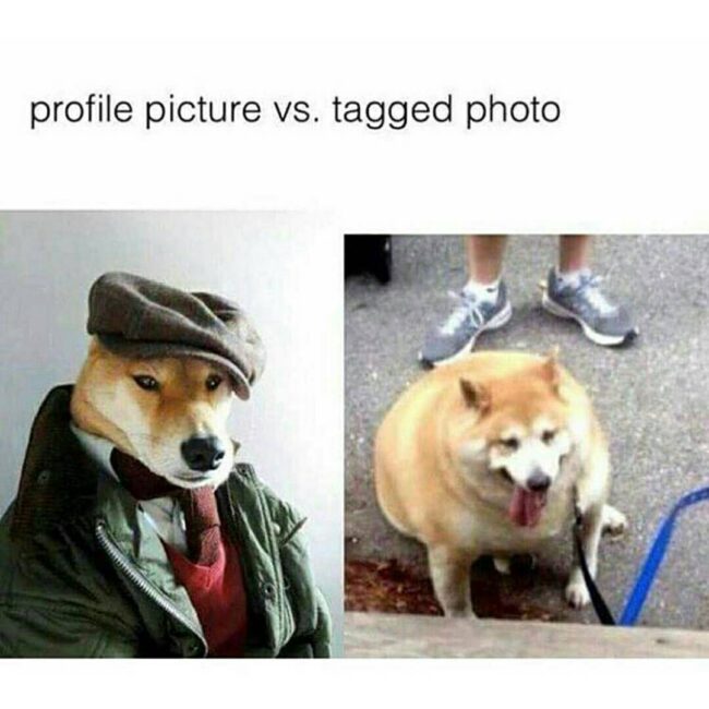 Cute Animal Memes Photos to Make You Smile-17