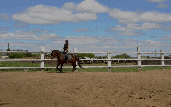riding horse training