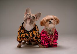 Pet Clothes Playbook: A Fashionable Guide for Furry Friends